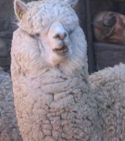 alpaca macho khanix porttrait