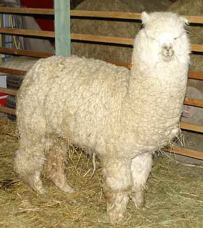 Macho alpaca grande