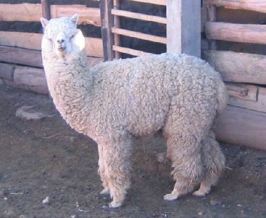alpaca macho el khanix