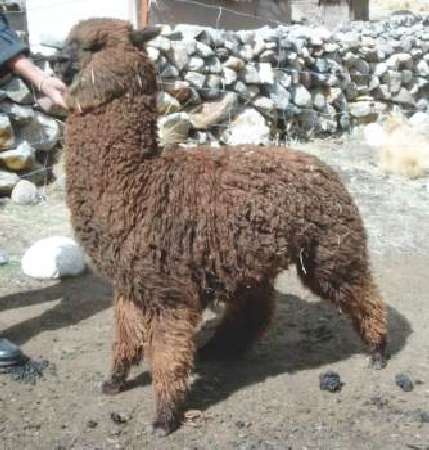 Alpaka-Deckhengste/Peruvian Hombre Peru