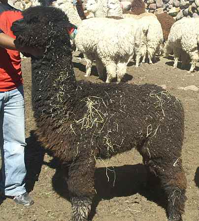 Blackl Huacaya male alpaca