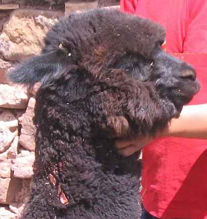 black alpaca male head-
