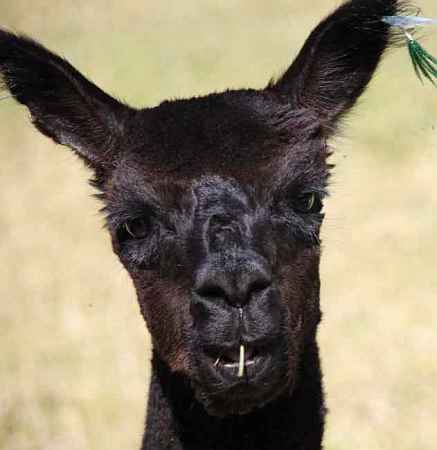 black alpaca male head