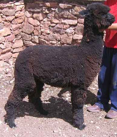 black alpaca male head