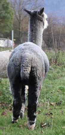 macho gris alpaka