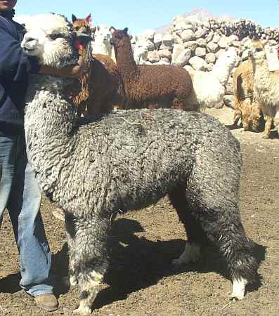 grey alpaca male