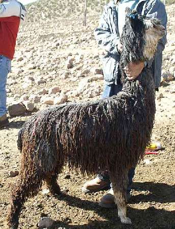 grauer macho suri