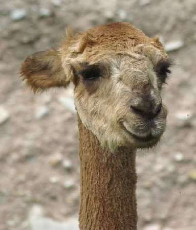 Alpaca macho sf sikisapa port