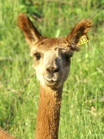 Alpaca macho sf sikisapa front
