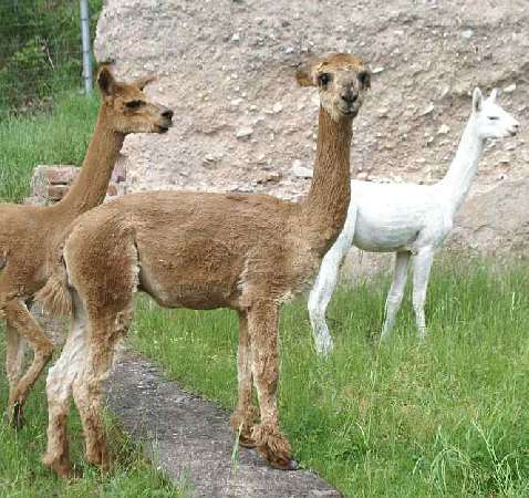 Alpaca macho sf sikisapa side