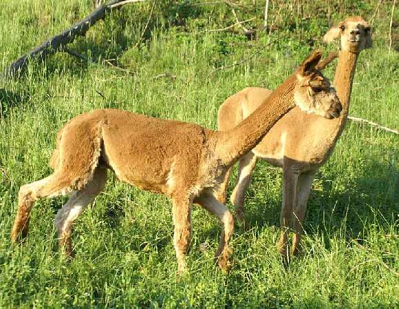 Alpaca macho sf sikisapa  run