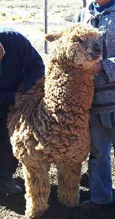 Alpaca macho  front sf sikisapa 