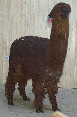 Alpaka-Deckhengste/suri-alpaca-macho-SF-kuntur-con-hembra.