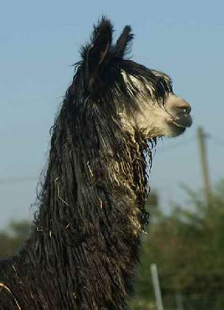 Alpaka-Deckhengste-grauer-deckhengst-suri-alpaca.