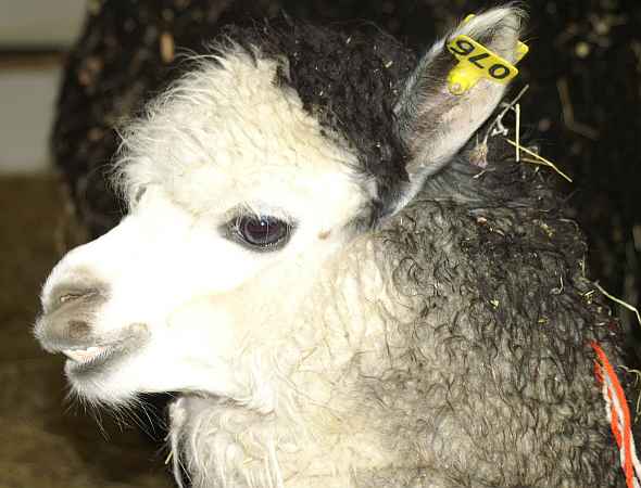 alpaka grey macho