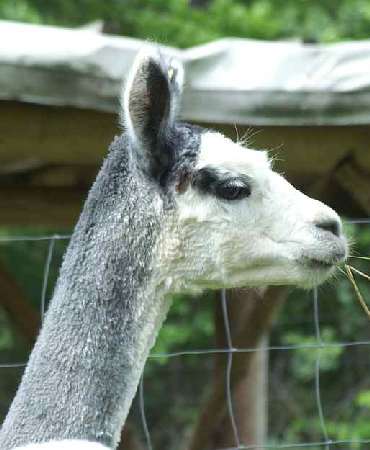 gris macho alpaca