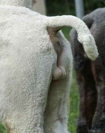 alpaca macho  con grandes uebos