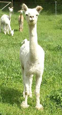 alpaca- macho khanix