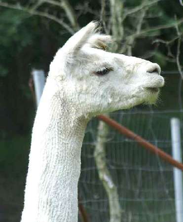 alpaca macho khanix