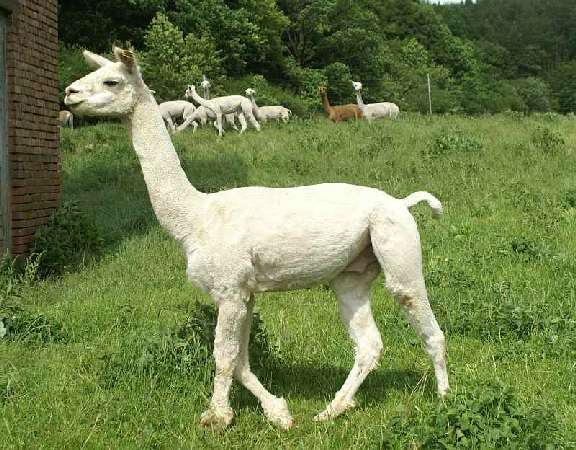 alpaca macho khanix-