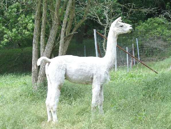 alpaca macho khanix huacaya