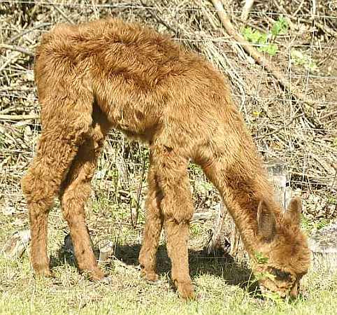 cria female 2007