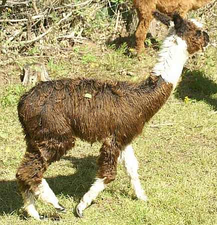 cria nokanituta 2007