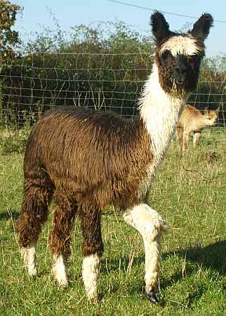 suri-cria-black-alpaca-macho-6-meses