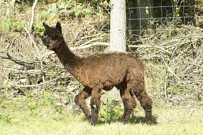 Cria von Yolanda 2007