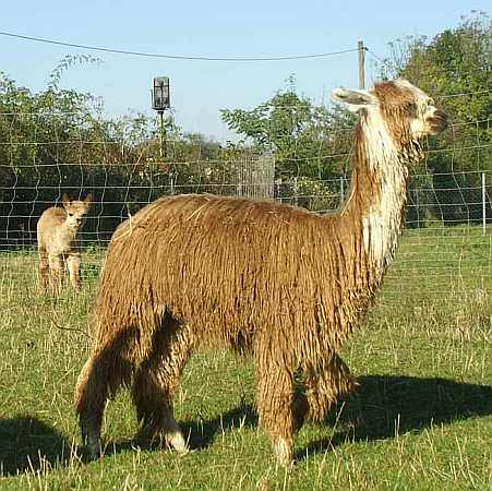 cria 2006