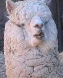 Alpaca-El Khanix, das heisst soviel wie der Beisser