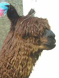 Suri male alpaca.jpg