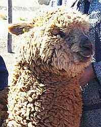 Alpaca Macho SF Sikisapa
