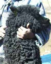 breeding black alpaca huacaya male