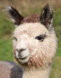 Alpaca Macho SF Hombre