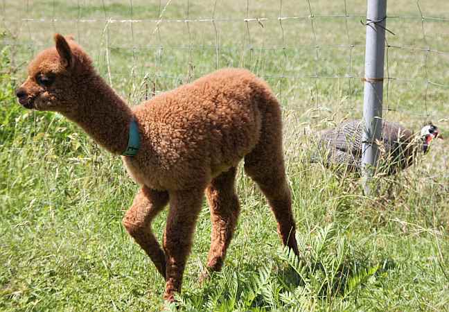 cria-macho-von 97