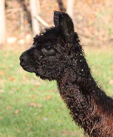 Black female