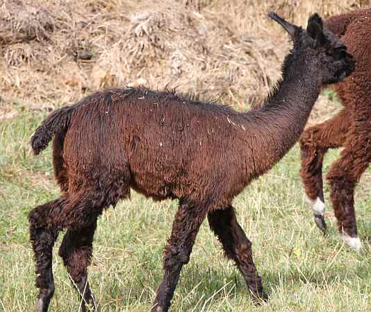 Cria-Female