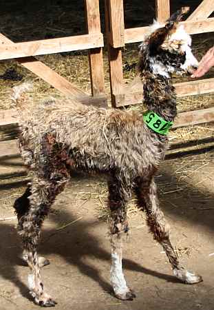 Cria macho
