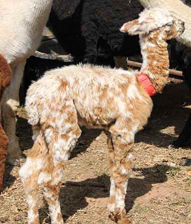 Cria-female-alpaka-suri