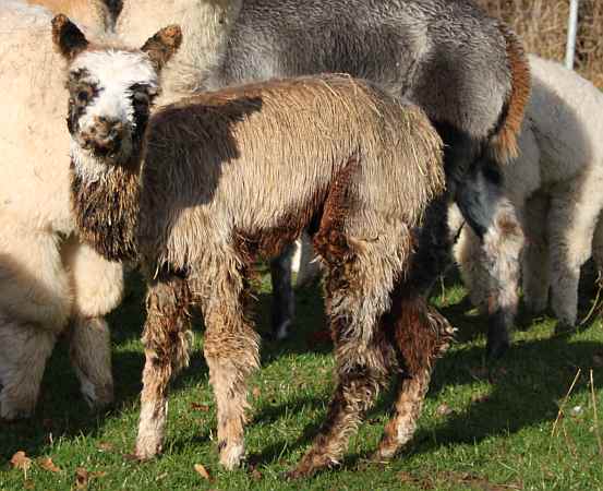 Macho-Grau-mit fawn -gemischt