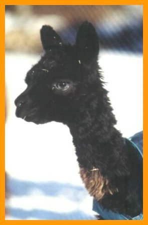 Alpaca-suri-cria.jpg