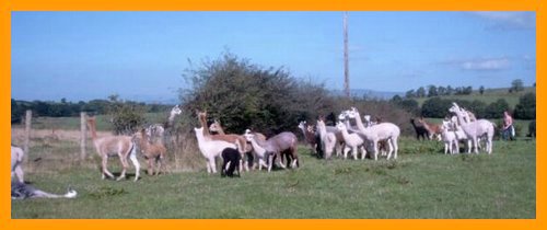 Alpacas-herd.jpg