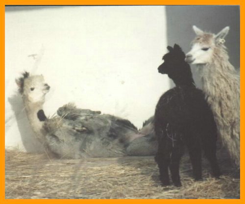 Alpacas-sandbad.jpg