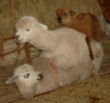 Alpacas3er.jpg