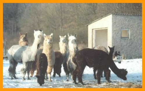 alpaca-groupsnow.jpg