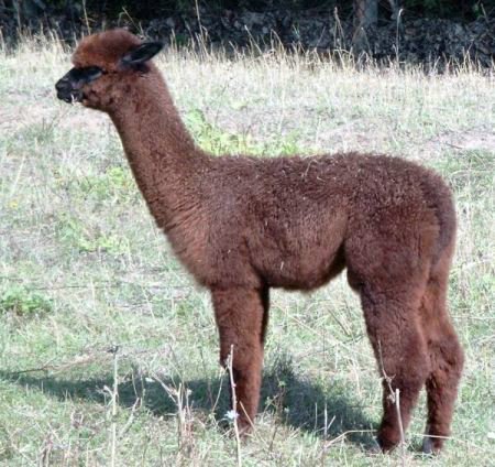 alpaca-redmale.jpg