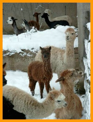 alpacas,snow.jpg