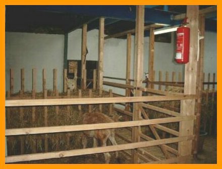 alpacas- new-stables.jpg