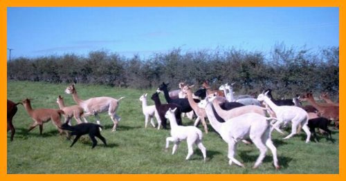 alpacas-herd-1.jpg